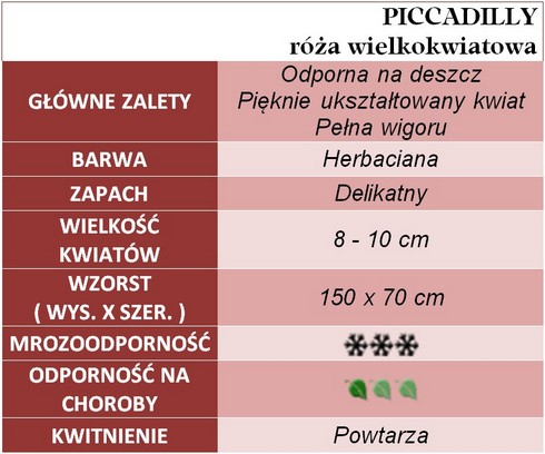 PICCADILLY róże wielkokwiatowe gł. zal